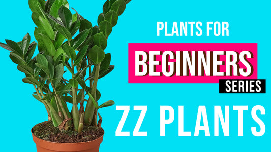 Beginner Plant Series: ZZ PLANTS