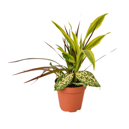 Dracaena 'Combo'