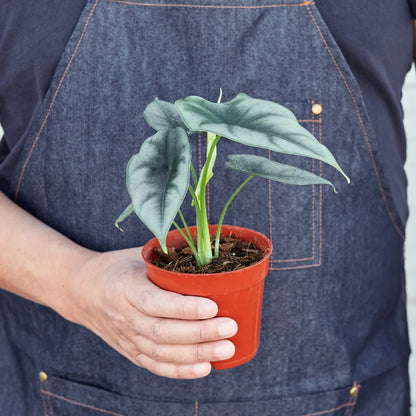 Alocasia Amazonica 'Reversa'