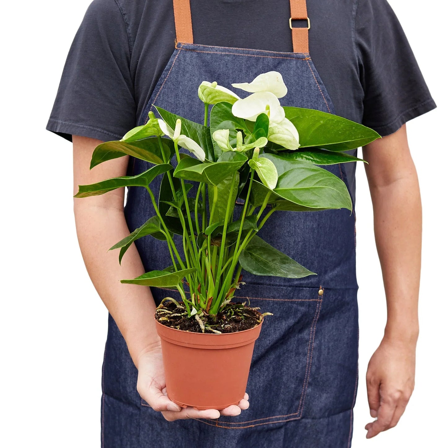 Anthurium 'White'