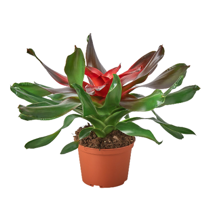 Bromeliad Medusa