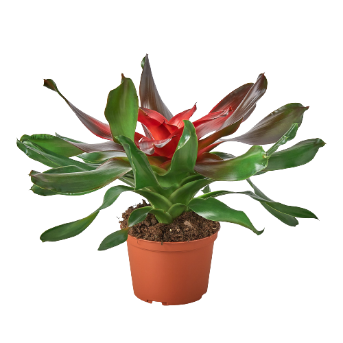 Bromeliad Medusa