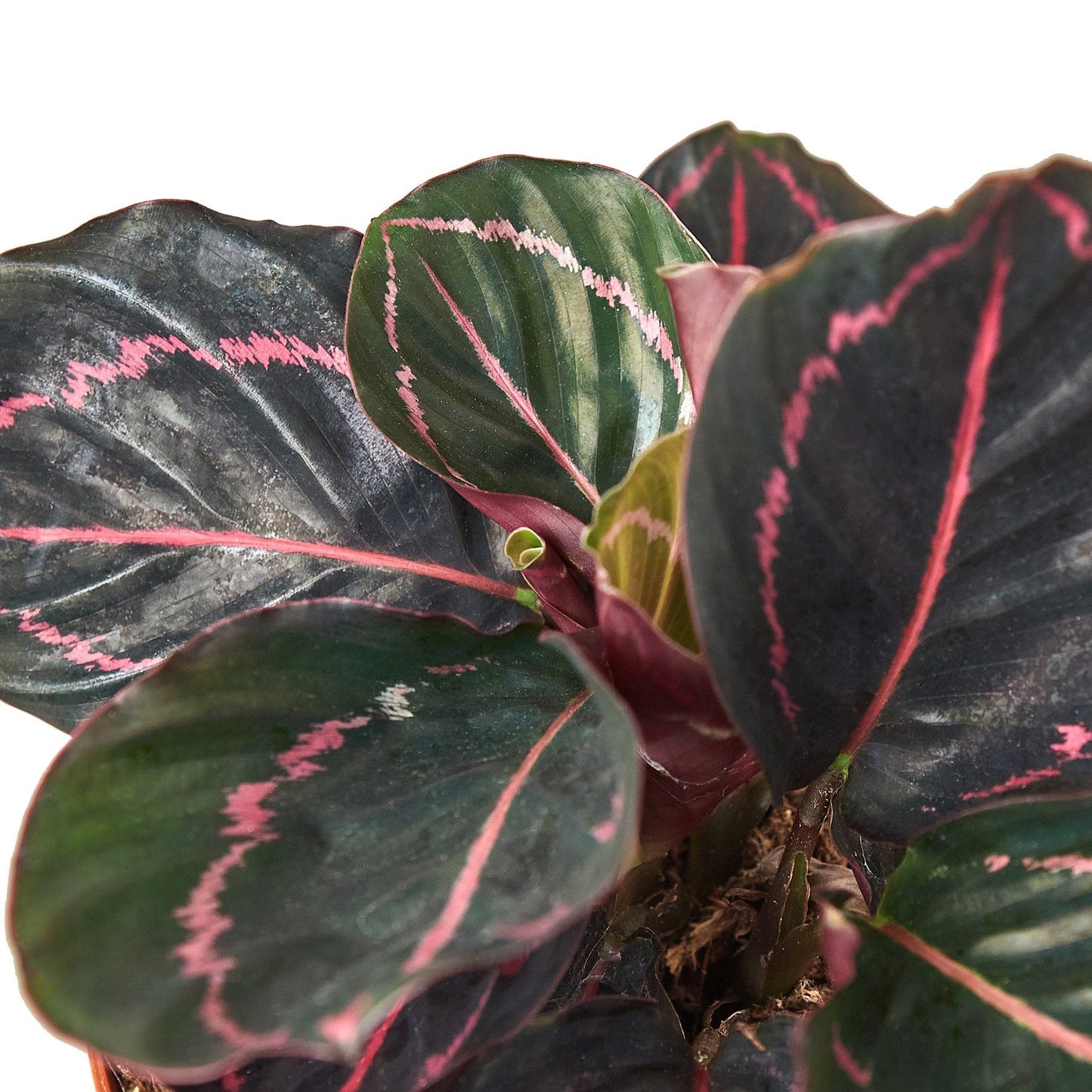 Calathea 'Dottie'