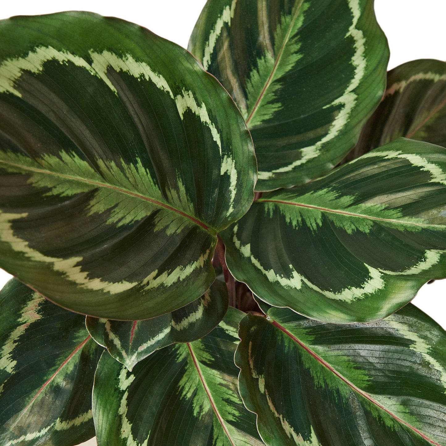 Calathea Roseopicta 'Medallion'