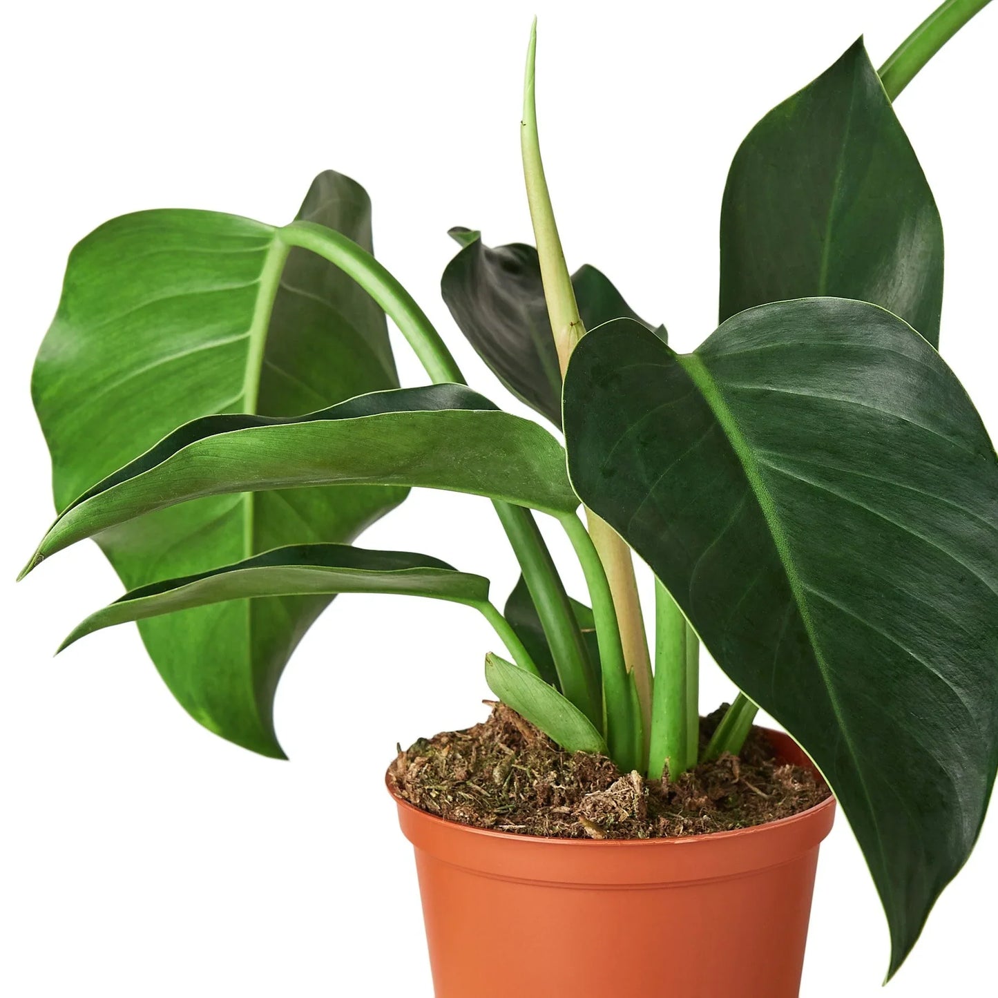 Philodendron 'Congo Green'