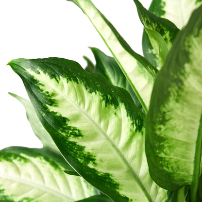 Dieffenbachia Camille