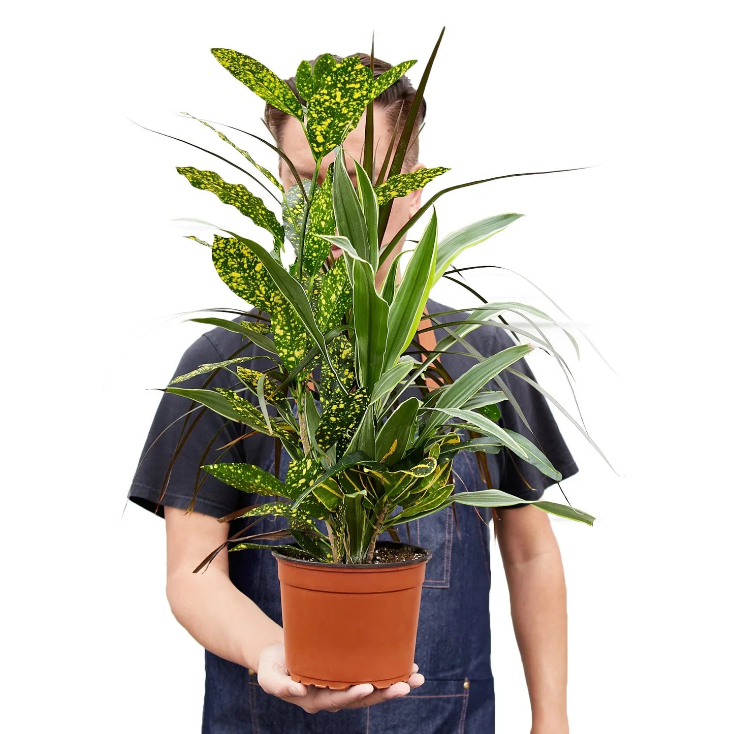 Dracaena 'Combo'