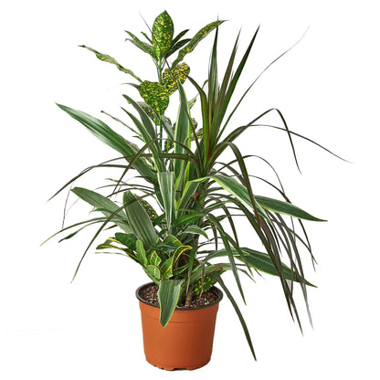 Dracaena 'Combo'