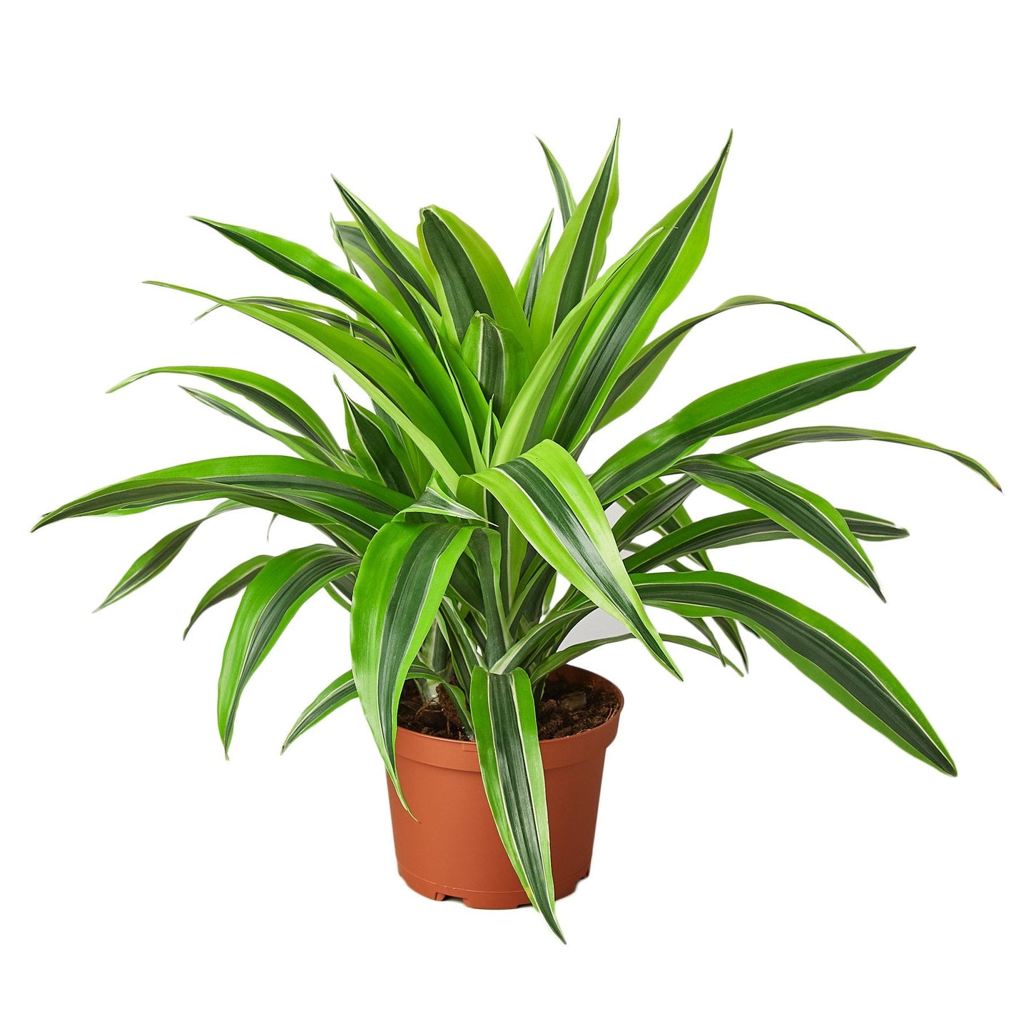 Dracaena Deremensis 'Lemon Surprise'