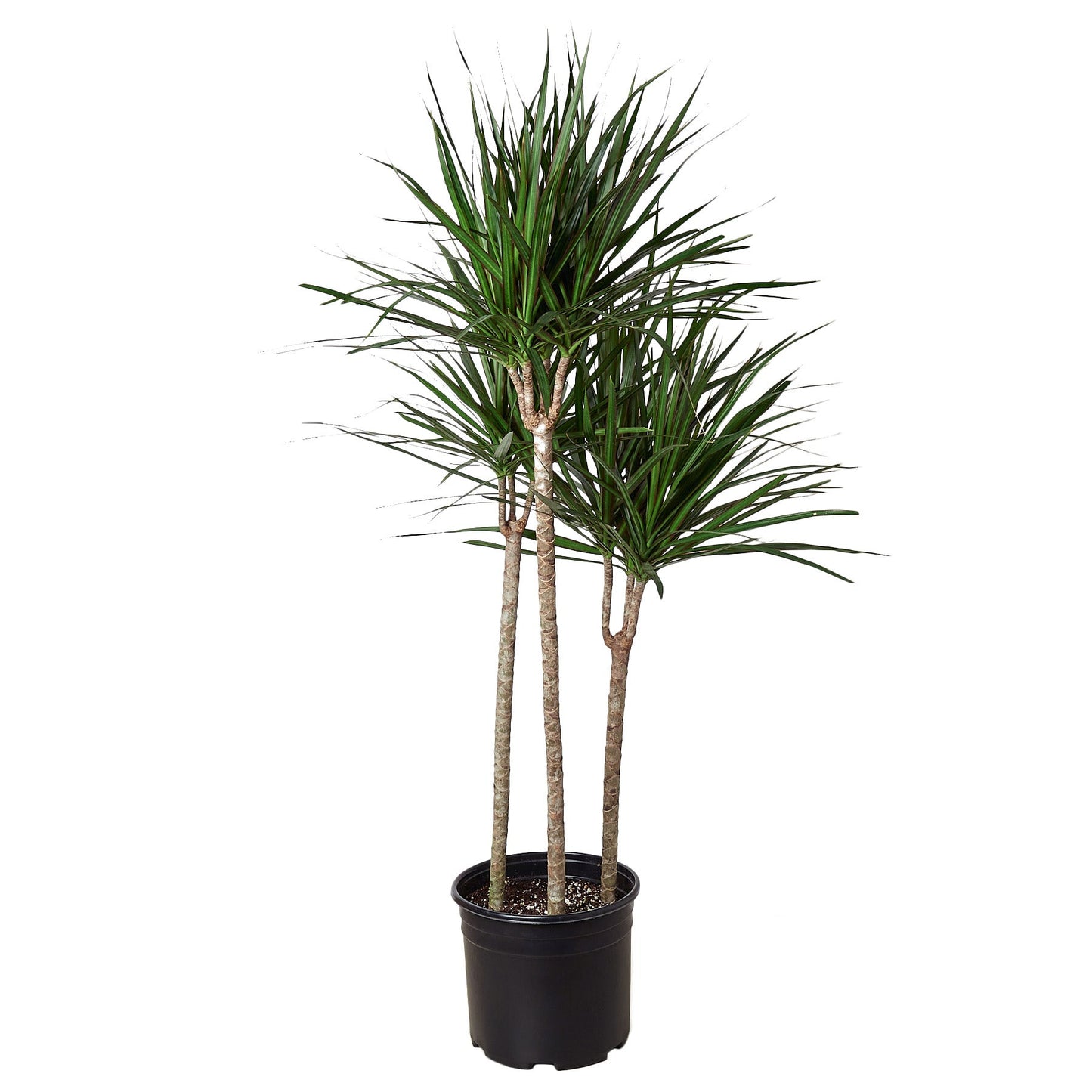 Dracaena Marginata Cane - 10" Pot