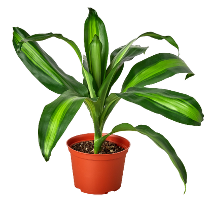 Dracaena Massangeana