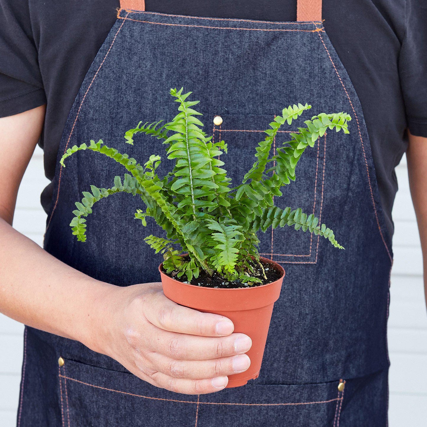 Jester's Crown Fern