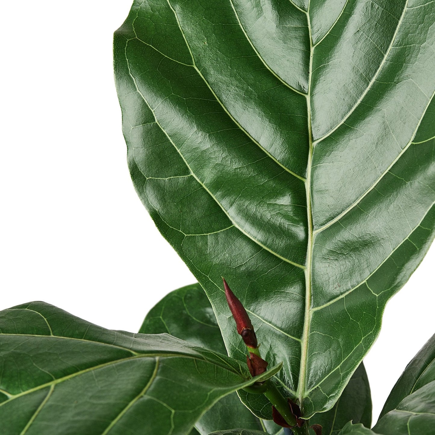 Ficus Lyrata 'Fiddle Leaf Fig'