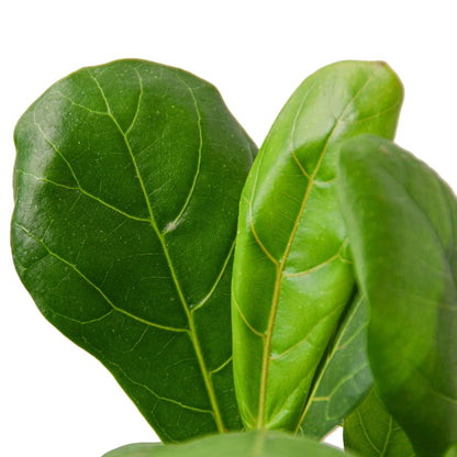 Ficus Lyrata 'Fiddle Leaf Fig'