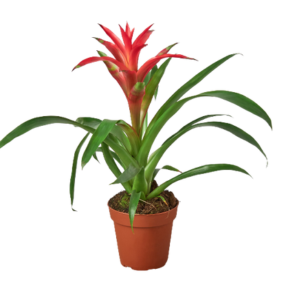 Bromeliad Guzmania 'Pink' - 4" Pot