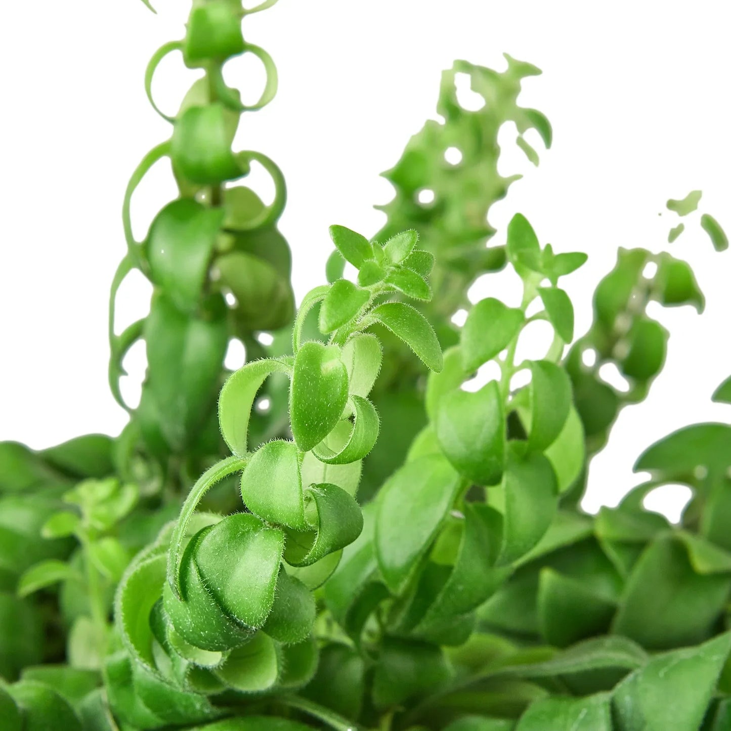 Curly Lipstick Plant