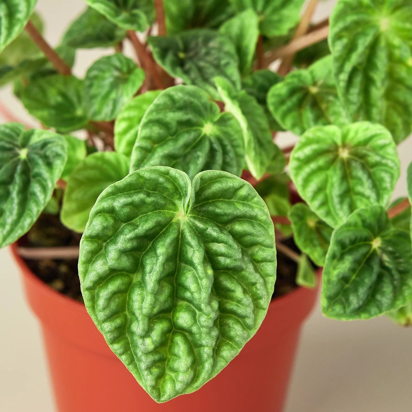 Peperomia 'Ripple'