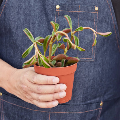 Peperomia 'Ruby Glow'