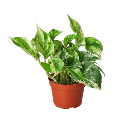 Pothos 'Marble Queen'