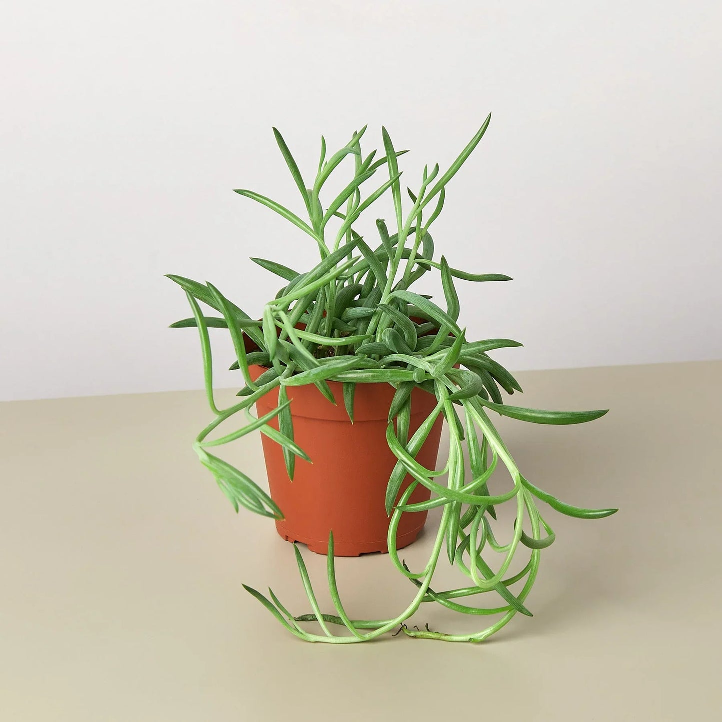 Senecio Succulent 'Fish Hooks'