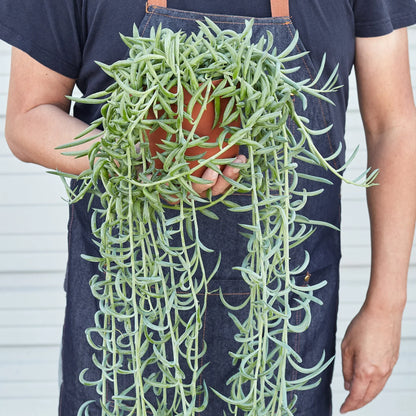 Senecio Succulent 'Fish Hooks'