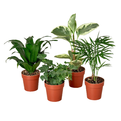 2" Tropical Plant Variety Bundle
