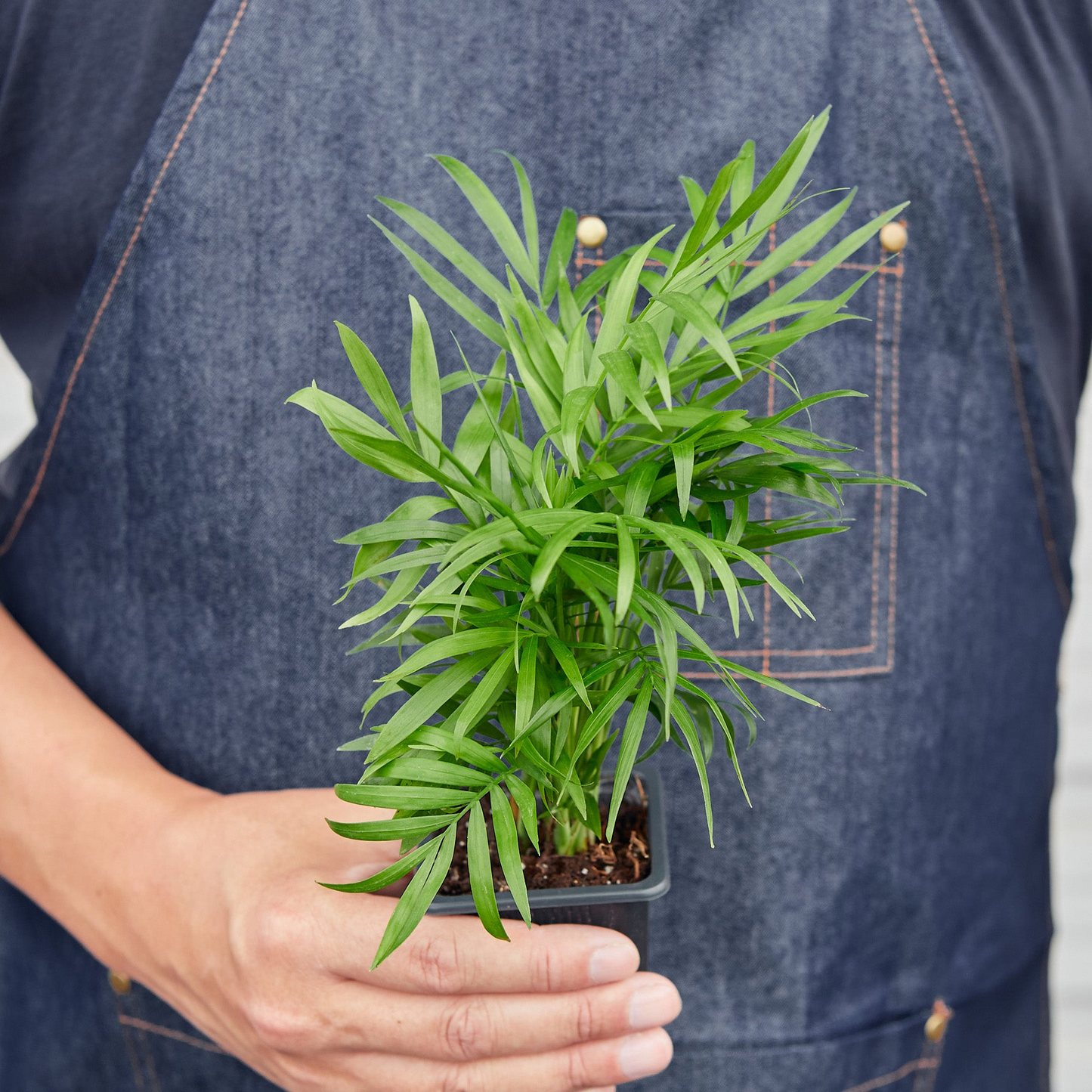 3" Tropical Plant Variety Bundle