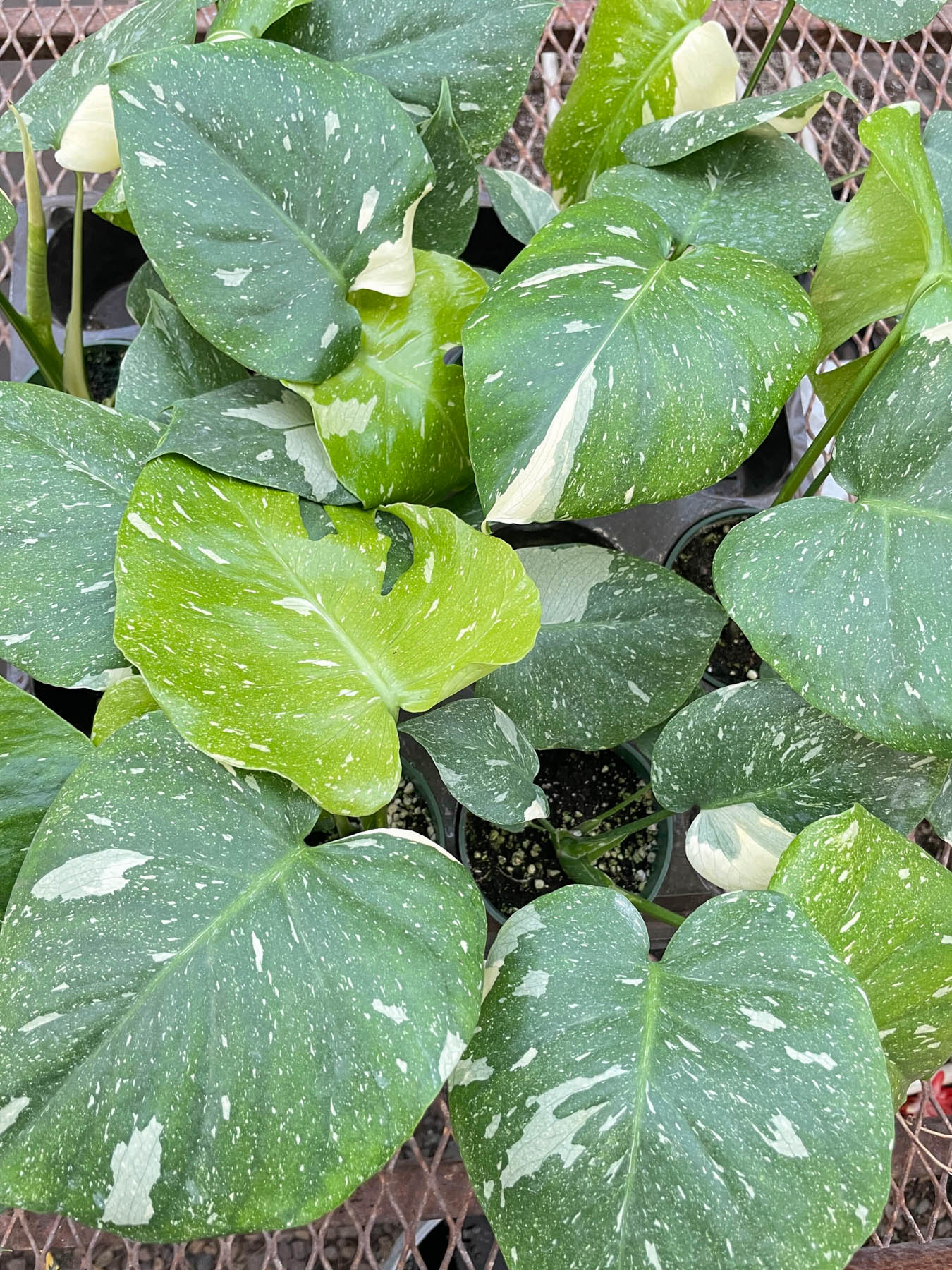 Monstera Thai Constellation