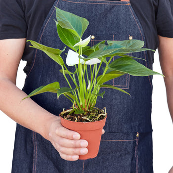 Anthurium 'White'