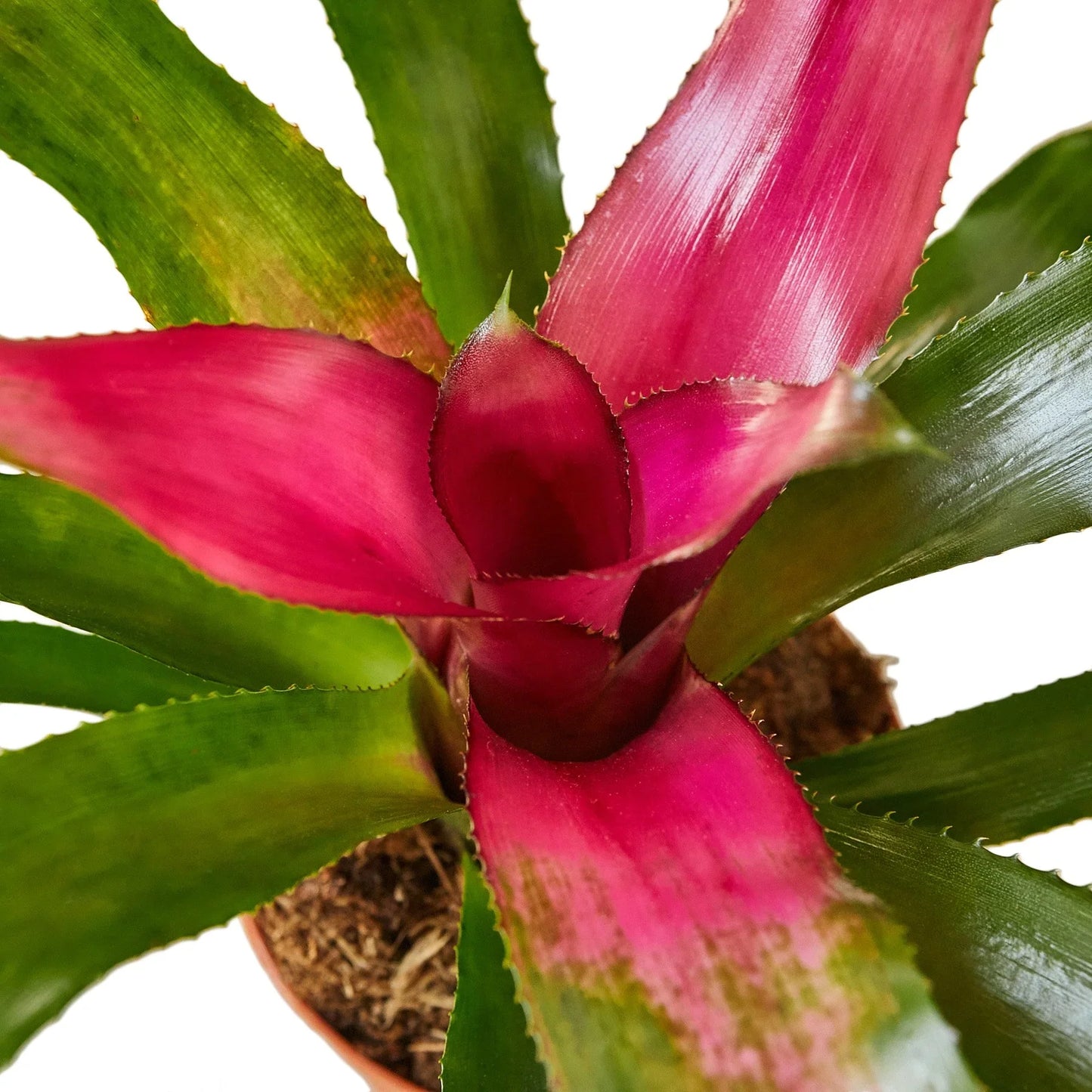 Bromeliad 'Donna'