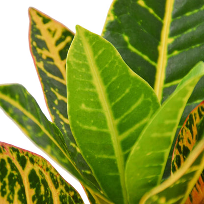 Croton Petra 'Joseph's Coat'