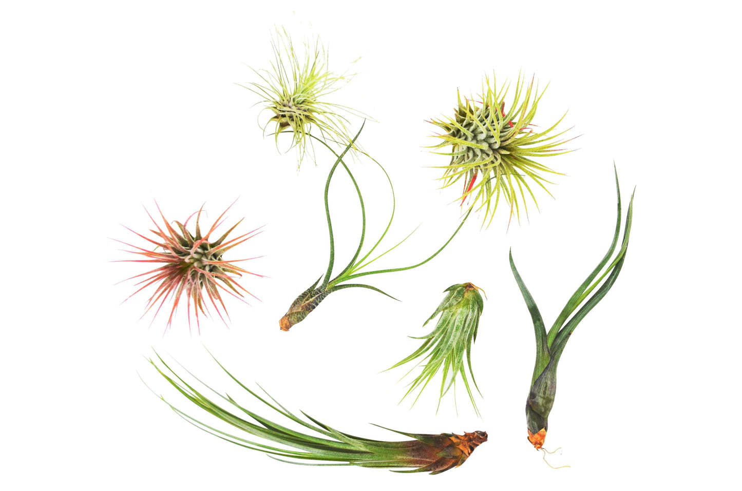 7 Air Plant Variety Pack - Tillandsias