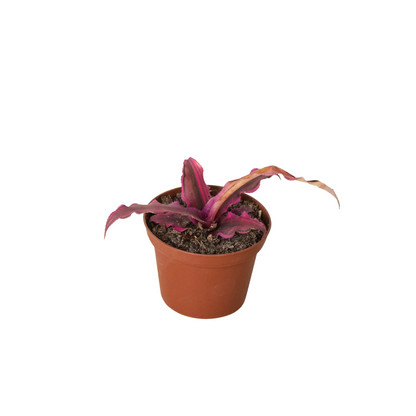 Cryptanthus 'Pink Star' - 3" Pot