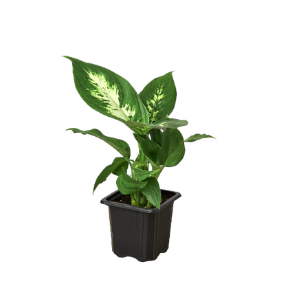 Dieffenbachia Camille