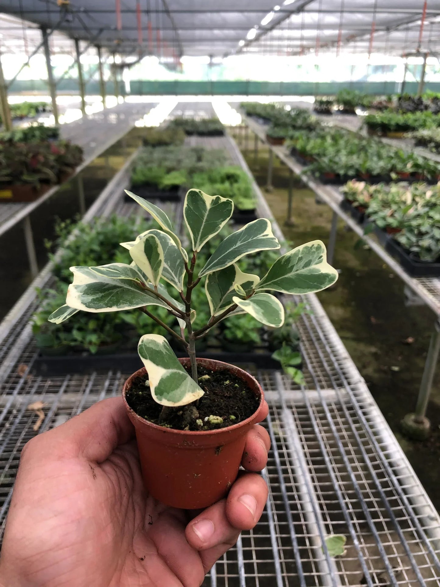 Ficus Elastica 'Triangularis' Variegated