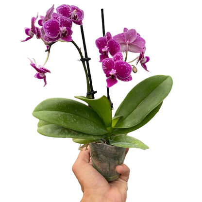 Orchid 'Purple Spotted Phalaenopsis'