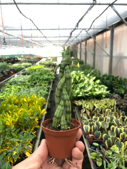 Snake Plant Braided