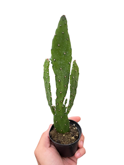 Drooping Prickly Pear Cactus