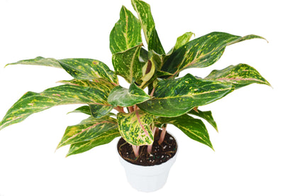 Chinese Evergreen 'Sparkling Sarah' - 6" Pot