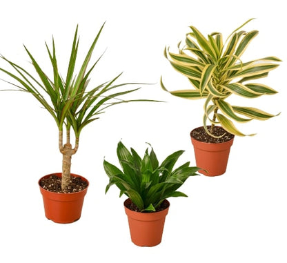 3 Different Dracaenas Variety Pack - 4" Pot