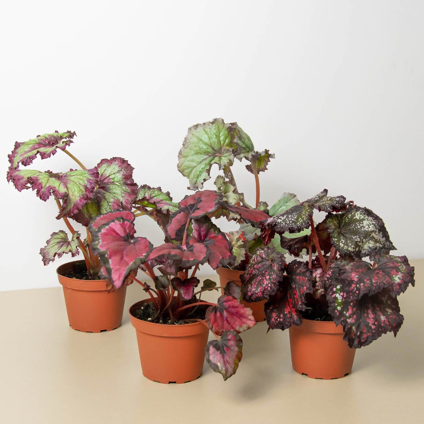 Begonia 'Rex' - 4 Pack Variety