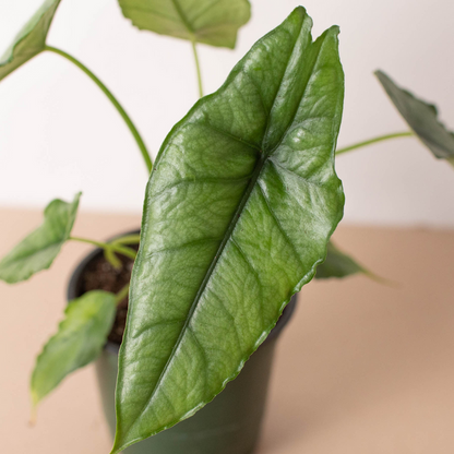 Alocasia 'Dragons Breath'