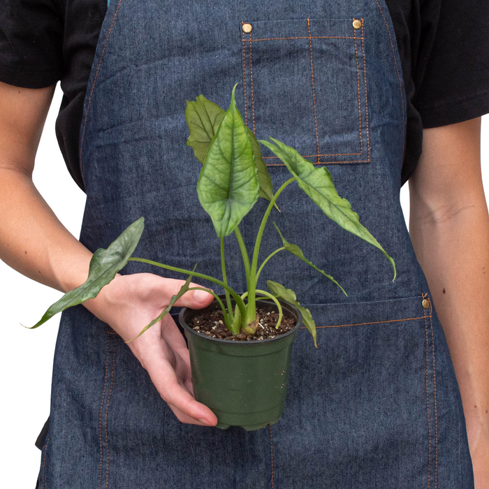 Alocasia 'Dragons Breath'