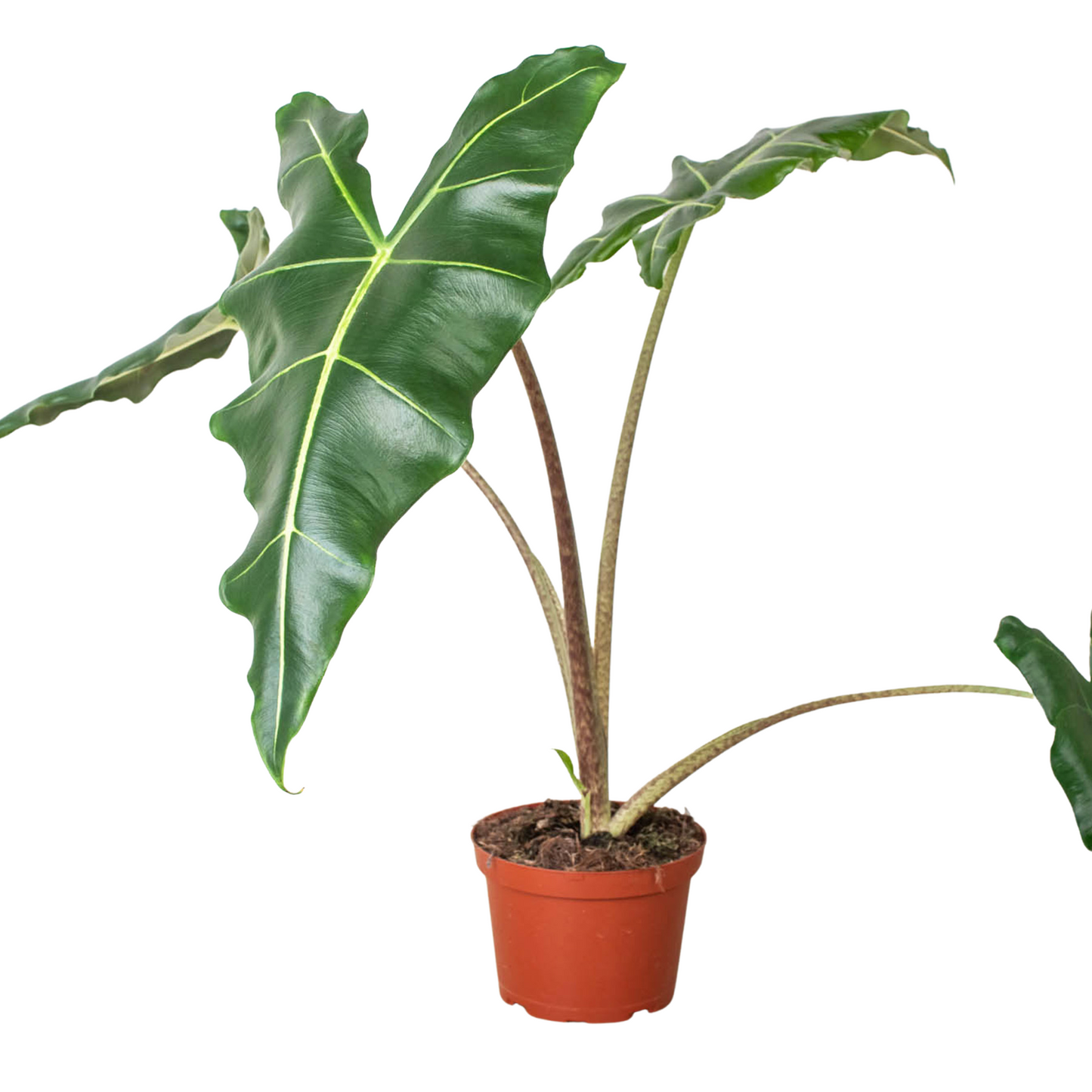 Alocasia 'Sarian'