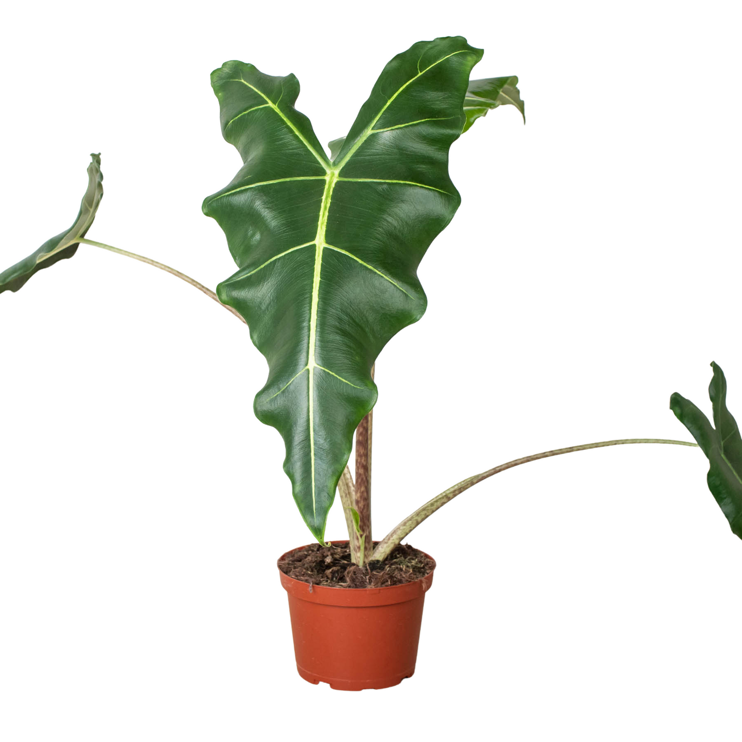 Alocasia 'Sarian'