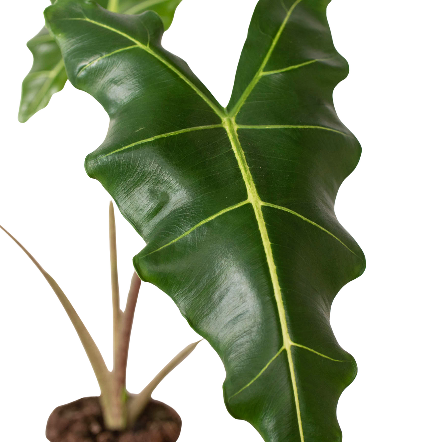 Alocasia 'Sarian'