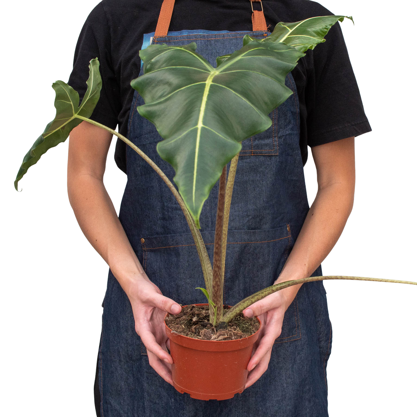 Alocasia 'Sarian'