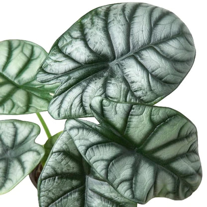 Alocasia Silver Dragon