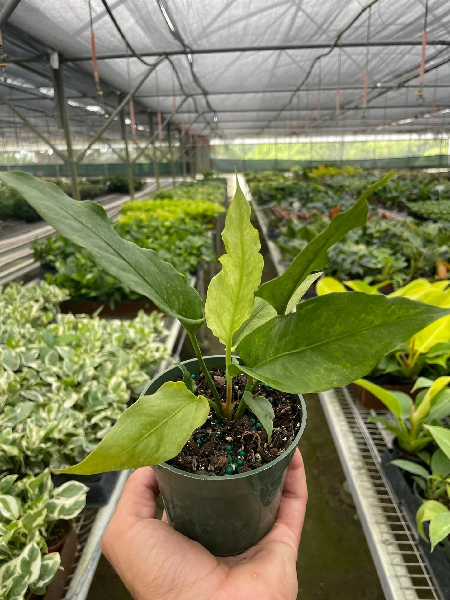 Anthurium 'Hookeri Variegated'