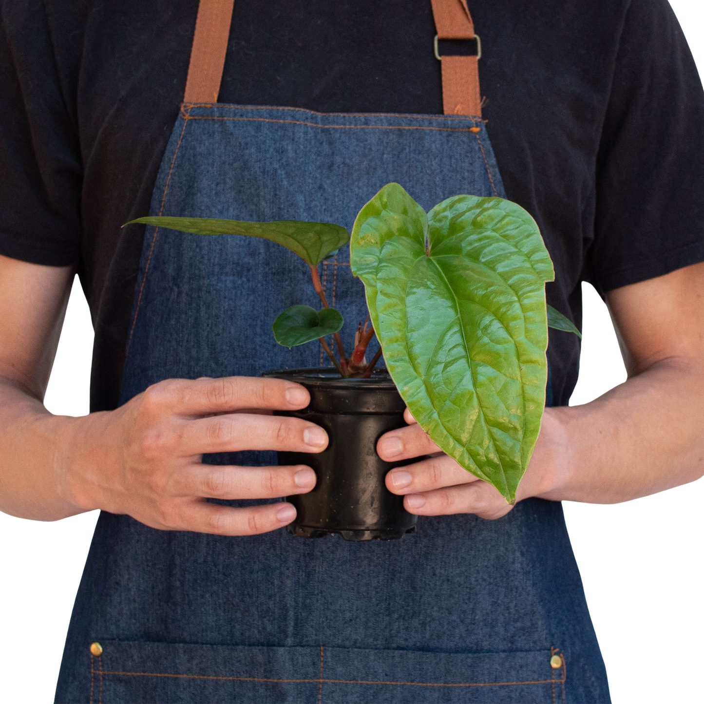 Anthurium 'Radicans x Luxurians'